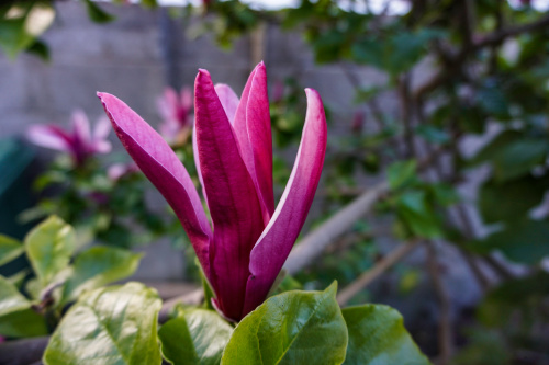 Cand se planteaza magnolia din ghiveci in gradina. Sfaturi pentru ingrijirea plantei – imaginea 5
