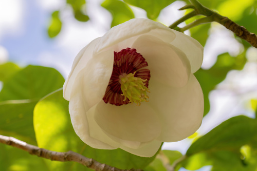 Cand se planteaza magnolia din ghiveci in gradina. Sfaturi pentru ingrijirea plantei – imaginea 6
