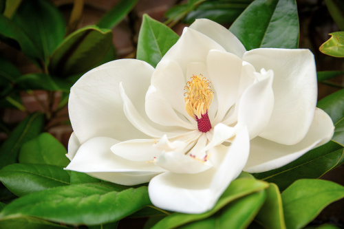 Cand se planteaza magnolia din ghiveci in gradina. Sfaturi pentru ingrijirea plantei – imaginea 7