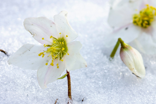 7 plante si flori care rezista iarna afara in ghiveci si cum sa le ingrijesti corect – imaginea 1