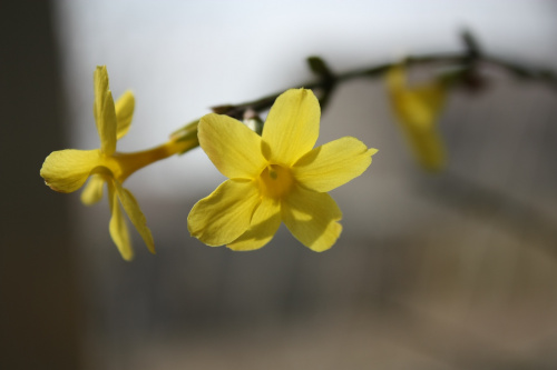 7 plante si flori care rezista iarna afara in ghiveci si cum sa le ingrijesti corect – imaginea 4