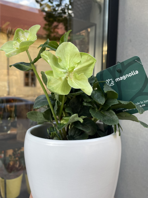7 plante si flori care rezista iarna afara in ghiveci si cum sa le ingrijesti corect – imaginea 7