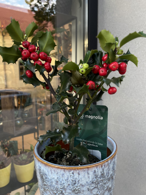 7 plante si flori care rezista iarna afara in ghiveci si cum sa le ingrijesti corect – imaginea 8