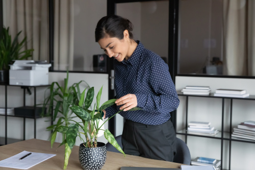 5 plante decorative pentru birou. Ce avantaje au si cum sa le alegi pe cele potrivite spatiului tau – imaginea 1