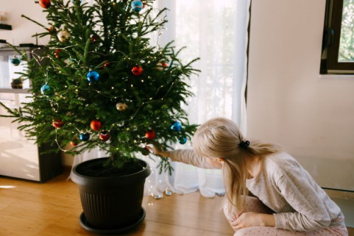De ce se usuca bradul in ghiveci? Cum sa te bucuri mai mult timp de bradul tau de Craciun – imaginea 2
