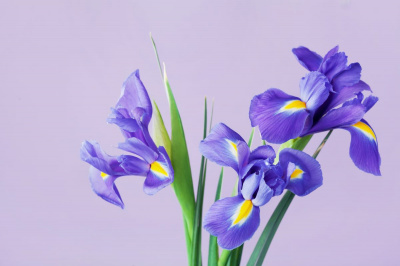 Floarea de iris – legenda, semnificatie, ingrijire si idei de buchete pentru cei dragi Floarea de iris – legenda, semnificatie, ingrijire si idei de buchete pentru cei dragi