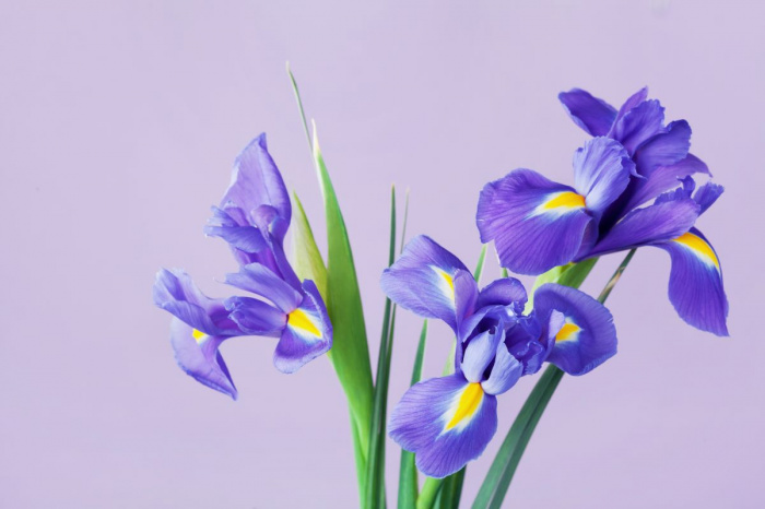 Floarea de iris – legenda, semnificatie, ingrijire si idei de buchete pentru cei dragi Floarea de iris – legenda, semnificatie, ingrijire si idei de buchete pentru cei dragi