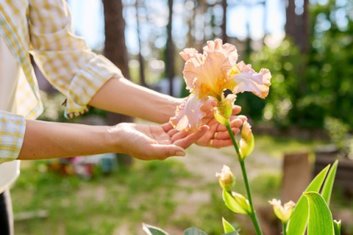 Floarea de iris – legenda, semnificatie, ingrijire si idei de buchete pentru cei dragi – imaginea 2