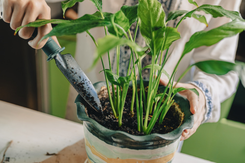 Cum se ingrijeste crinul pacii. Spathiphyllum Wallisii purifica aerul si este una dintre cele mai apreciate plante de apartament – imaginea 2