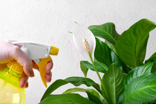 Cum se ingrijeste crinul pacii. Spathiphyllum Wallisii purifica aerul si este una dintre cele mai apreciate plante de apartament – imaginea 3