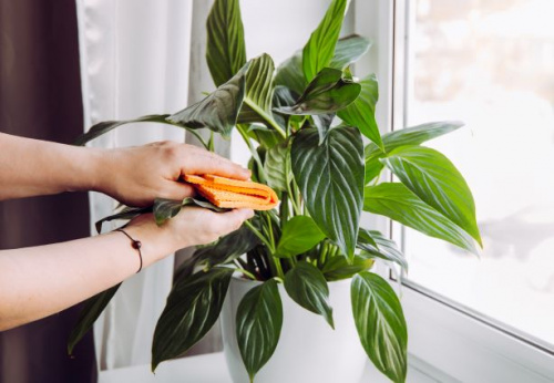 Cum se ingrijeste crinul pacii. Spathiphyllum Wallisii purifica aerul si este una dintre cele mai apreciate plante de apartament – imaginea 4