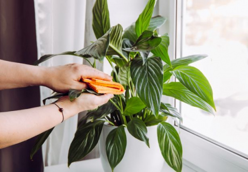 Cum se ingrijeste crinul pacii. Spathiphyllum Wallisii purifica aerul si este una dintre cele mai apreciate plante de apartament – imaginea 4