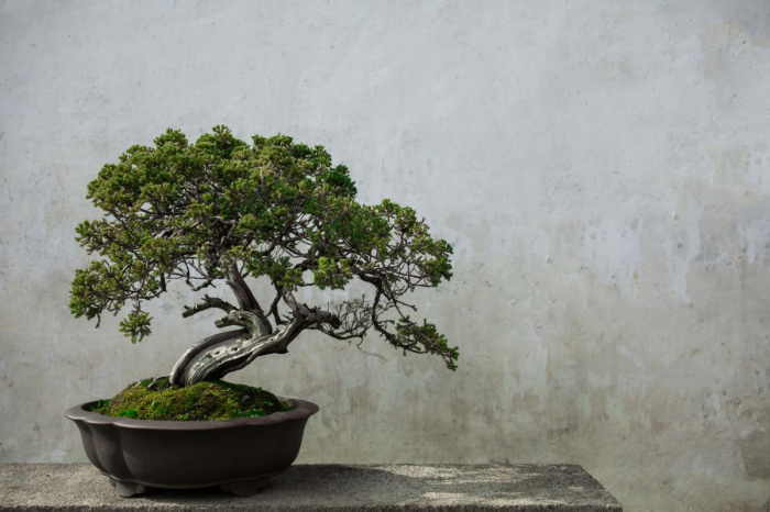 De ce cad frunzele la bonsai. 5 sfaturi pentru o ingrijire corecta