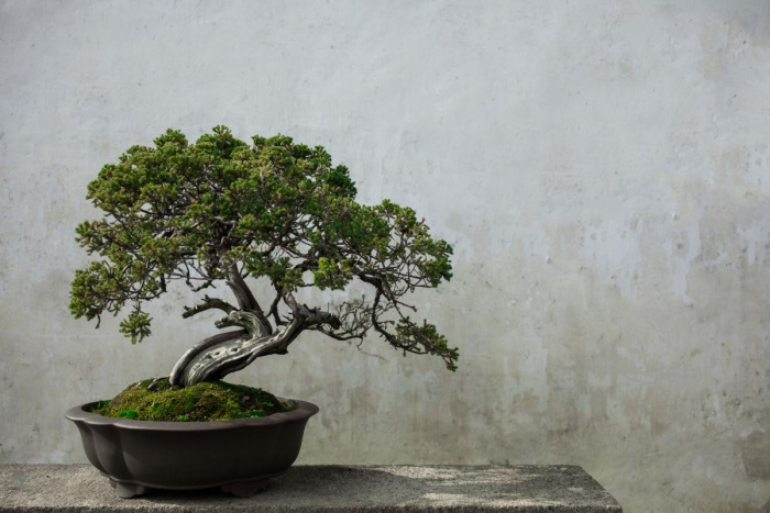 De ce cad frunzele la bonsai. 5 sfaturi pentru o ingrijire corecta