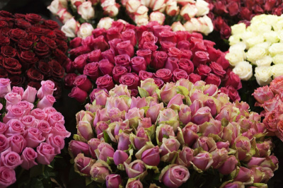 Cele mai frumoase soiuri de trandafiri. Aceste flori încântă toate simțurile Cele mai frumoase soiuri de trandafiri. Aceste flori încântă toate simțurile