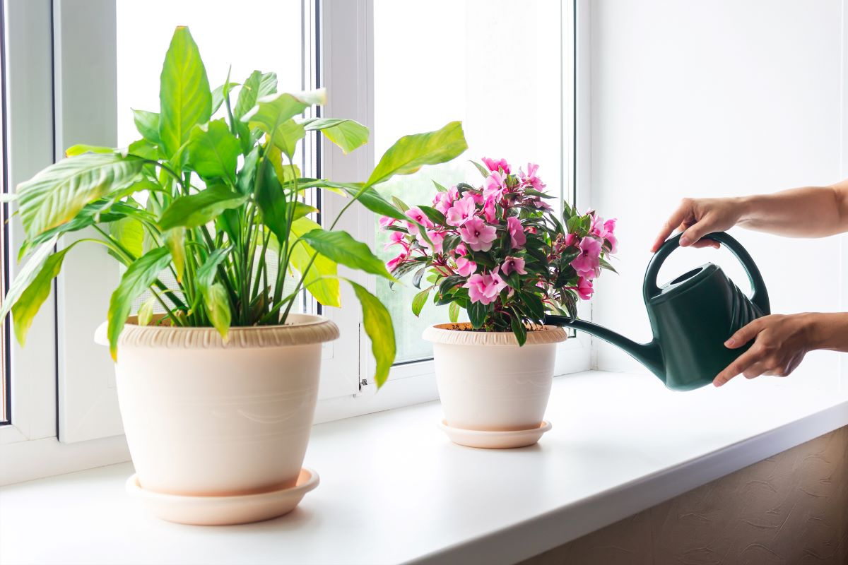5 flori de cameră care înfloresc repede 5 flori de cameră care înfloresc repede
