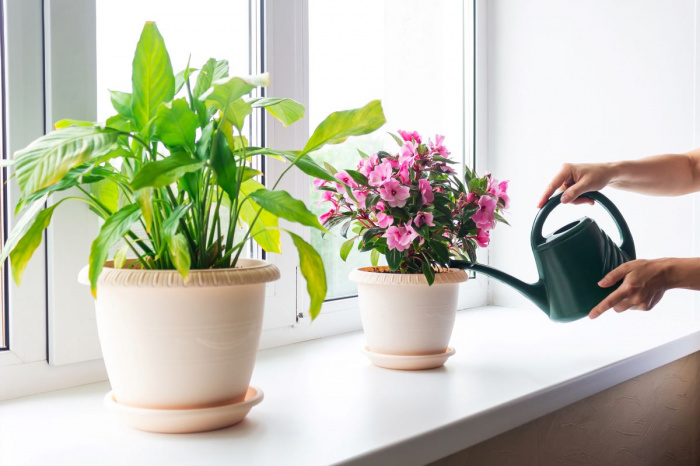 5 flori de cameră care înfloresc repede 5 flori de cameră care înfloresc repede