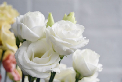 Lisianthus (Eustoma): simbolistică, curiozități și de ce să le oferi în buchete și aranjamente de flori
