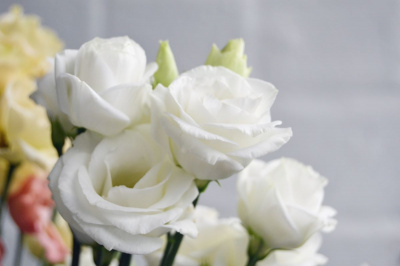 Lisianthus (Eustoma): simbolistică, curiozități și de ce să le oferi în buchete și aranjamente de flori Lisianthus (Eustoma): simbolistică, curiozități și de ce să le oferi în buchete și aranjamente de flori