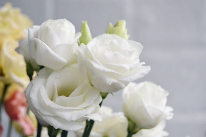 Lisianthus (Eustoma): simbolistică, curiozități și de ce să le oferi în buchete și aranjamente de flori Lisianthus (Eustoma): simbolistică, curiozități și de ce să le oferi în buchete și aranjamente de flori