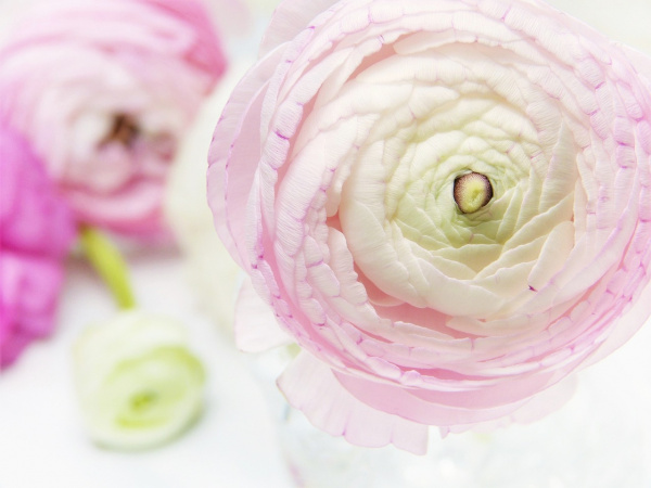 Ce simbolizează florile de ranunculus și cu ce ocazii le poți oferi