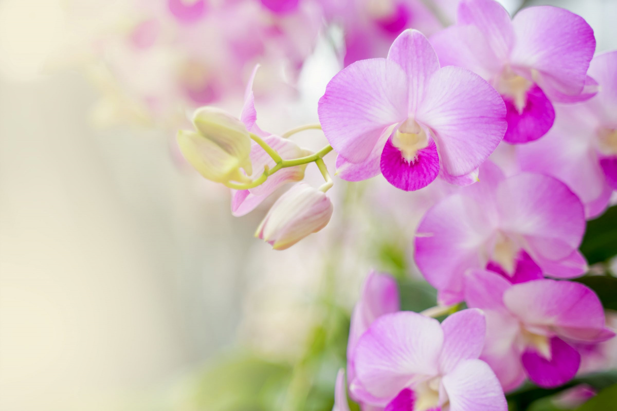 Orhideea Dendrobium – ghid complet pentru îngrijire și înflorire