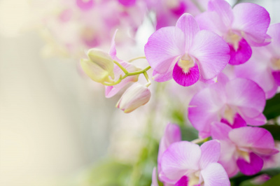 Orhideea Dendrobium – ghid complet pentru îngrijire și înflorire