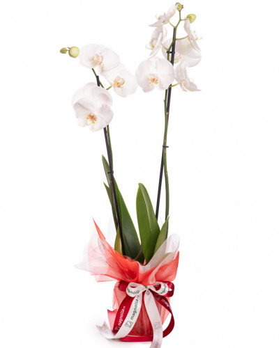 Orhidee Phalaenopsis alba, cu ambalaj elegant
