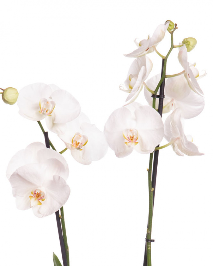 Orhidee Phalaenopsis alba, cu ambalaj elegant