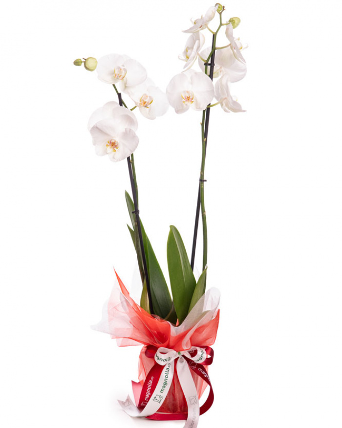 Orhidee Phalaenopsis alba, cu ambalaj elegant