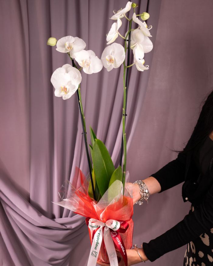 Orhidee Phalaenopsis alba, cu ambalaj elegant