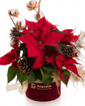 Euphorbia Arrangement – imaginea 1