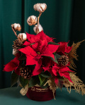Euphorbia Arrangement – imaginea 4