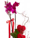 Orhidee Phalaenopsis roz – imaginea 2
