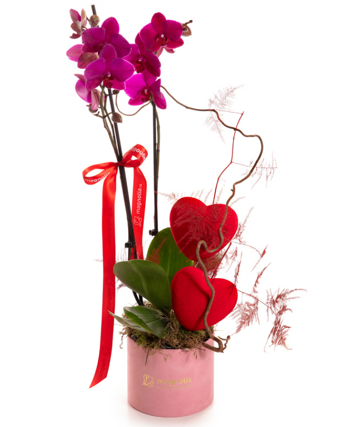 Orhidee Phalaenopsis roz – imaginea 1