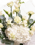 Prim-plan al florilor din buchetul “Buchet cu flori albe și verzi”, varianta Premium, evidențiind combinația armonioasă de 1 Hydrangea albă, 3 Frezii albe, 10 Garoafe verzi și 3 Trandafiri ramificați albi, completate de 2 crenguțe de Eucalipt și finisate cu un ambalaj decorativ și o panglică inscripționată Magnolia, elegante.