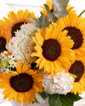 Prim-plan al florilor din buchetul “Buchet cu floarea-soarelui”, varianta Premium, evidentiind combinatia armonioasa de 7 Flori-soarelui, 3 fire de Ornitogalum, 2 Hortensii albe, completate de Eucalipt si finisate cu o panglică inscripționată Magnolia elegantă.